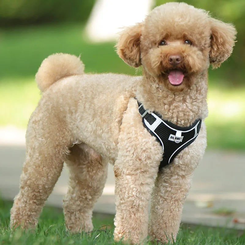 Breathable Cat, dog Harness